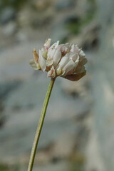 Trifolium pallescens