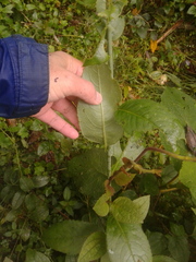 Pentacalia