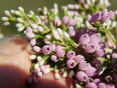 Erica tomentosa