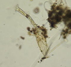 Vaginicolidae