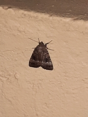 Amphipyra pyramidea