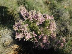 Erica tomentosa