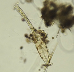 Vaginicolidae