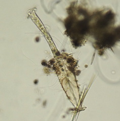 Vaginicolidae