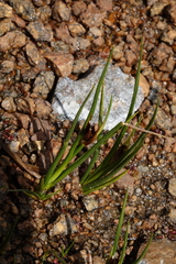 Juncus castaneus