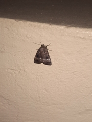 Amphipyra pyramidea