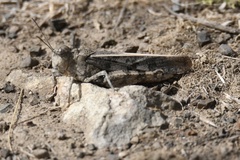 Cratypedes neglectus