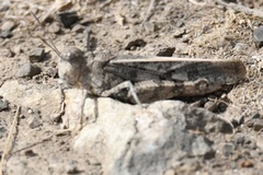 Cratypedes neglectus