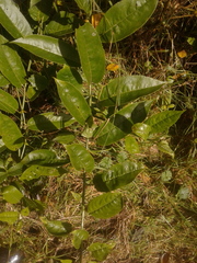 Pentacalia
