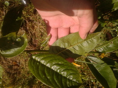 Pentacalia