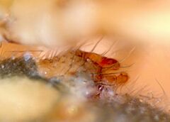 Agnyphantes arboreus