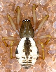 Agnyphantes arboreus