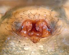 Agnyphantes arboreus