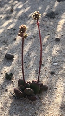 Crassula fragarioides