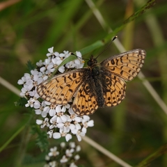Boloria selene