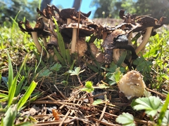 Coprinopsis strossmayeri