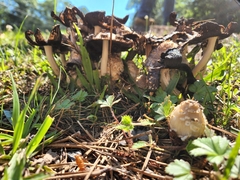 Coprinopsis strossmayeri