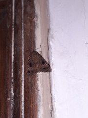 Amphipyra pyramidea