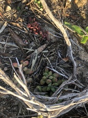 Crassula fragarioides