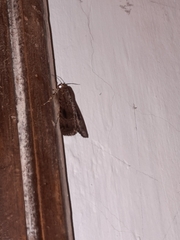 Amphipyra pyramidea