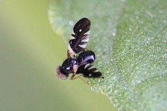 Aciura coryli