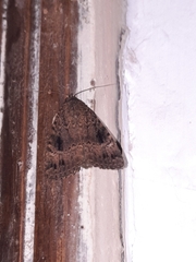 Amphipyra pyramidea
