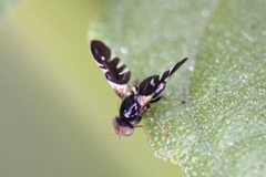 Aciura coryli