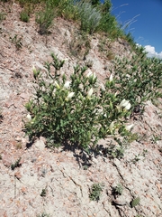 Mentzelia decapetala