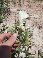 Mentzelia decapetala