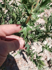 Mentzelia decapetala