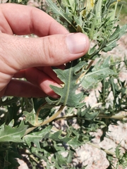 Mentzelia decapetala