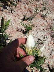 Mentzelia decapetala