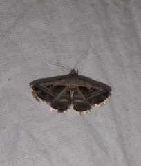 Acantholipes