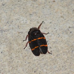 Prosapia bicincta