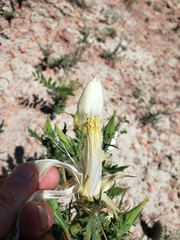 Mentzelia decapetala