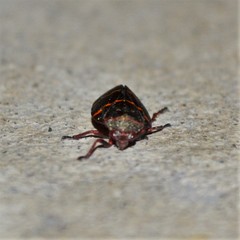 Prosapia bicincta