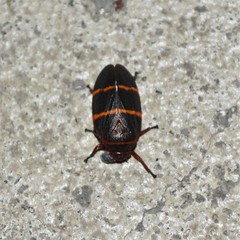 Prosapia bicincta