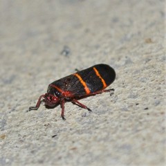 Prosapia bicincta