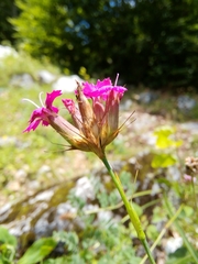 Dianthus balbisii