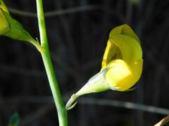 Lebeckia pauciflora