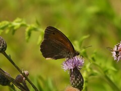 Hyponephele lycaon