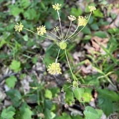 Bupleurum longifolium