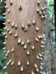 Socratea