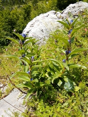 Gentiana cruciata cruciata