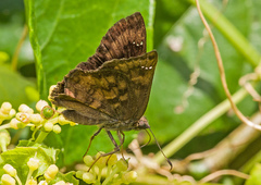 Nisoniades rubescens