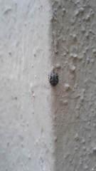 Zygogramma bicolorata