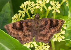 Nisoniades rubescens