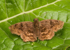 Nisoniades rubescens