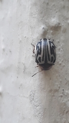 Zygogramma bicolorata