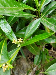 Stenostomum resinosum